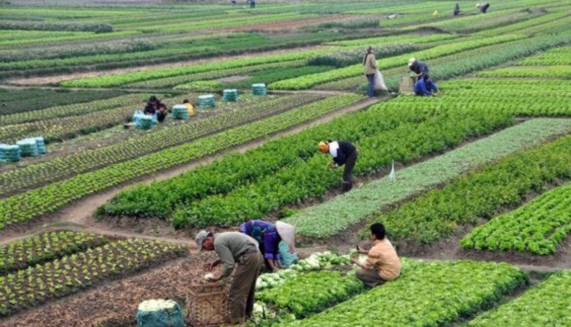 Rural Development Activities